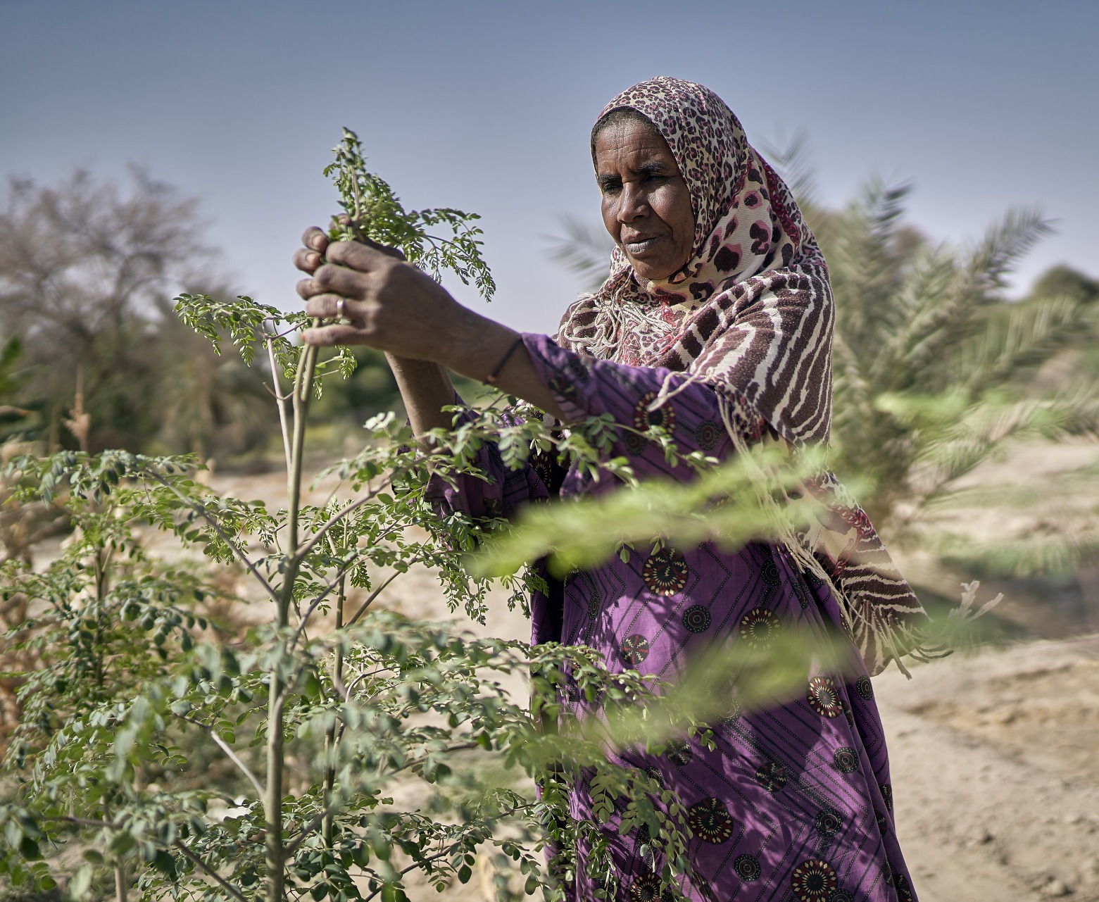 A woman cultivates her crops.