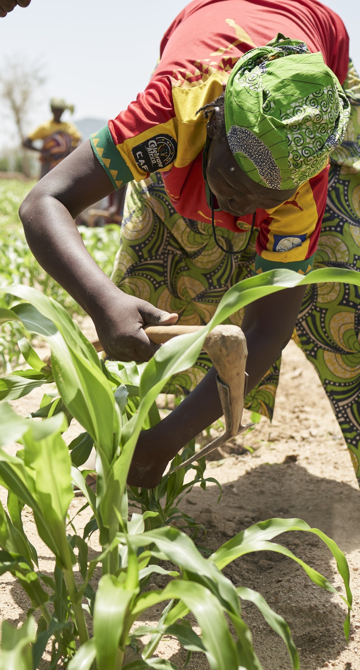 Women in Cameroon work together in a field of crops.