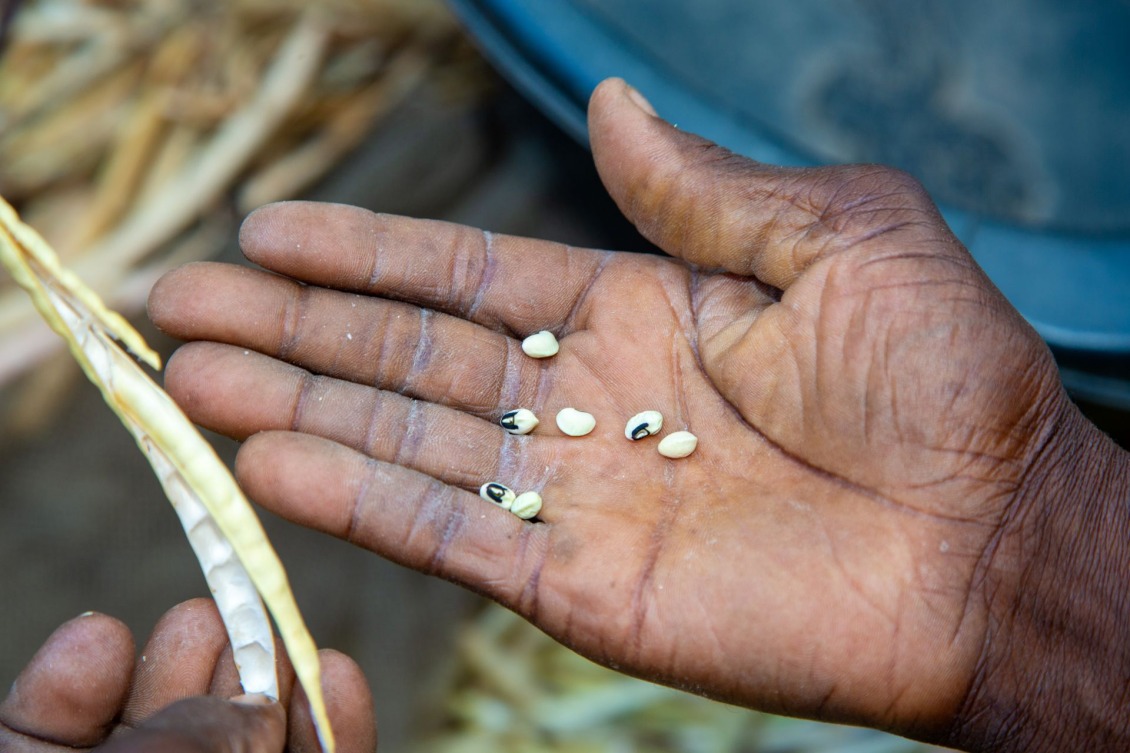 A hand holding deshelled cowpeas