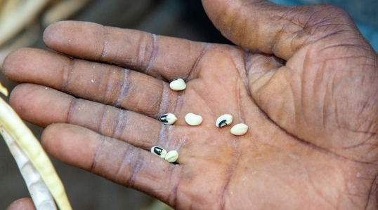 A hand holding deshelled cowpeas