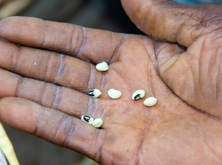 A hand holding deshelled cowpeas