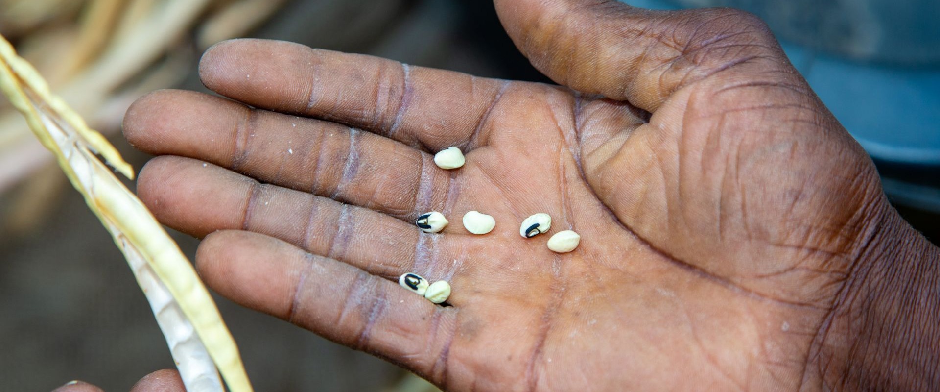 A hand holding deshelled cowpeas