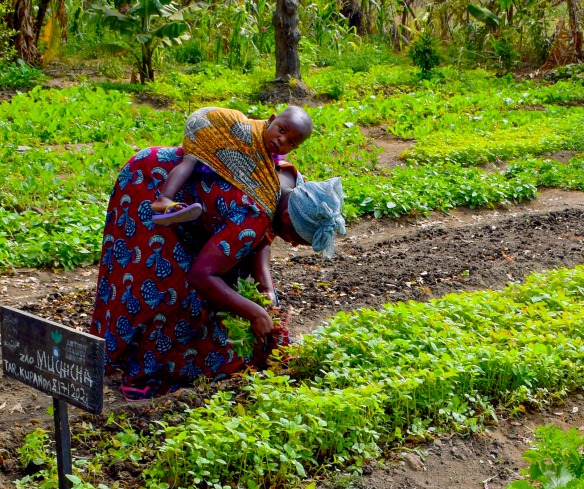 A woman and her baby in a demonstration plot