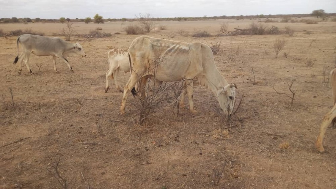 Emaciated cows in Bakool, Somalia, where drought has impacted availability of pastures and water.