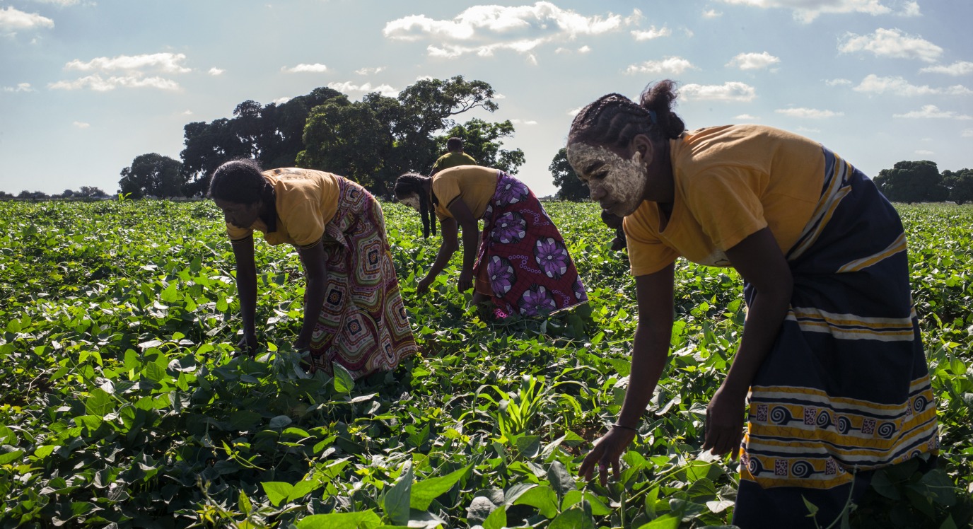 Women farmers work in their fields in Madagascar.