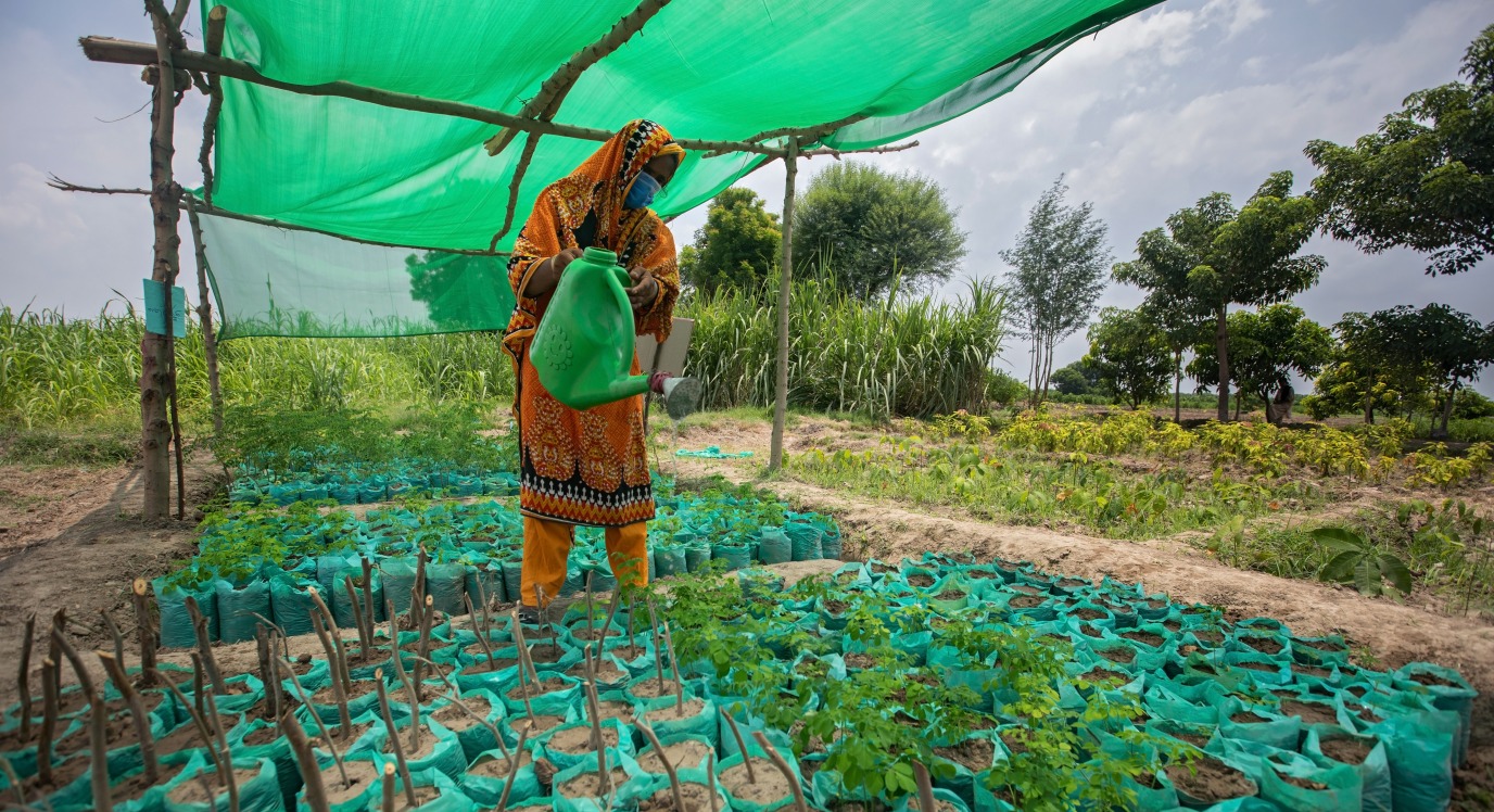 A woman tends to crops in one of the demonstration plots at an Action Against Hunger Farmer Field School.